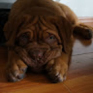 Meet your Posher, Damaris